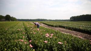 Innovatie in de Bloembollensector